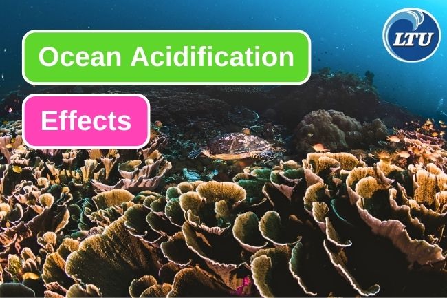 5 Ocean Acidification Effects On Environment